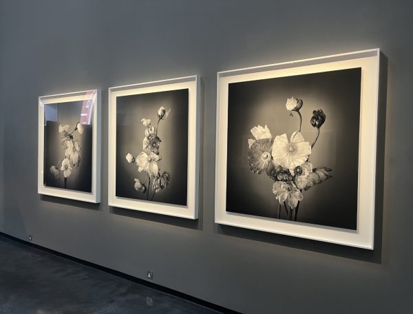 Summer Photography Exhibition – Richard Learoyd & Irving Penn: Flowers
